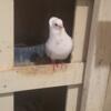 Indian fantail . Garman owle. Racing pigeon