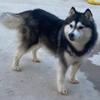 6 year old female (will be spayed) Siberian Husky