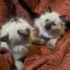 Siamese/Himalayan Ragdoll Kittens