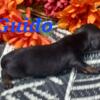 Akc Long hair male miniature dachshund
