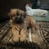 Mal shi puppies for sale