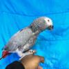 Sweet African Grey Female looking for a new home