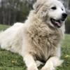 Great Pyrenees female 2.5