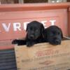 Black AKC Lab Puppies- Pickup Today, Princeton, NC!