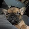 Adorable Frug Puppies 1/2 Frenchie 1/2 Pug