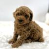 Beautiful Red Toy Poodle Boys. Ready!