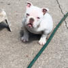5 Month old female American Bully Looking for her forever home