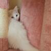 Fluffy White Medium Hair Persian Kitten with Heterochromia