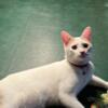 Turkish Van Kitten -   7 months - Neutered male