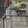 2 12 week old weaned Indian Ringnecks with everything you need
