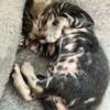 Male bengal kitten available looking for his furever home