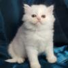 Purebred Persian White Male Kitten