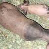 Breeder pair of skinny pigs both 1 yr old