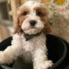 Adorable miniature cavapoo puppies looking for their new home