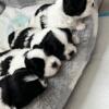 Maltese puppies 2 females 1 male