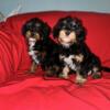 Two Cavapoo Puppies - 10 weeks old - Detroit MI