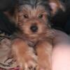 Male Yorkie available Eastpointe