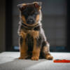 German Shepherd Puppy-TITLED and HEALTH TESTED parents