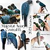 SF and DFViolet Turquoise Green Cheeks are here at Majestat Aviary