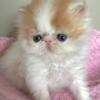 Registered exotic shorthair & longhair Persian kittens in Canada Alberta