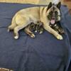 Akita puppies looking for forever homes