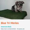Bruno Mars ABR registered Extreme Blue Merle Mirco bully Stud fee starting @ 1500 for the first 5 females