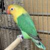 Adult male lovebird banded (ready to breed)