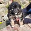 Bernese mountain DOG Puppy (male)