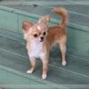 *Easter Sale* Downsizing Chihuahua's ~ AKC CH Lines