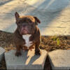 Exotic Bully (female) Looking for a Nice Couch/Home