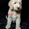 Goldendoodle stud, service only.  Not for sale.