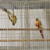 3 pairs of Green Cheek conure for sale(They are all proven for previous owner $ 3600.00 for all