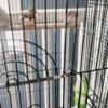 Four Zebra Finches for sale