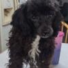 Small toy poodle mix female young adult