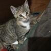 6 month old tricolor tabby female kitten looking for a forever home