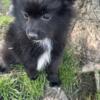 Pomeranian puppies- one male, two females
