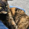 Tortie Female Cat Sweet and Friendly