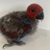 Baby Female Eclectus