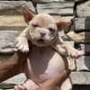 Cryptic Merle Micro Exotic Bully