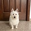 Westie male ready for adoption.