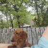 2 female AKC full breeding rights red short haired miniature dachshunds