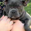 French Bulldogs -Rehoming