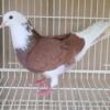 Iranian highflyers tumbler pigeons