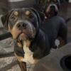 7 month old male blue tri American bully $400