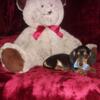Dachshund "Mini" Pups, Gorgeous Long & Short Coat Babies