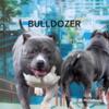 American pocket bully open for stud