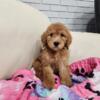 Price Reduced - 11 wk Standard Poodle Puppies