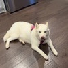 Husky looking for home!