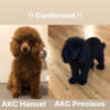 AKC Toy Poodle Puppies coming soon