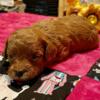 Gorgeous red toy poodle female